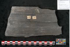 Foto (Objekt + Etikett) von Sigillaria elongata Brongniart (NHMW-GEO-2024-0188-11068)